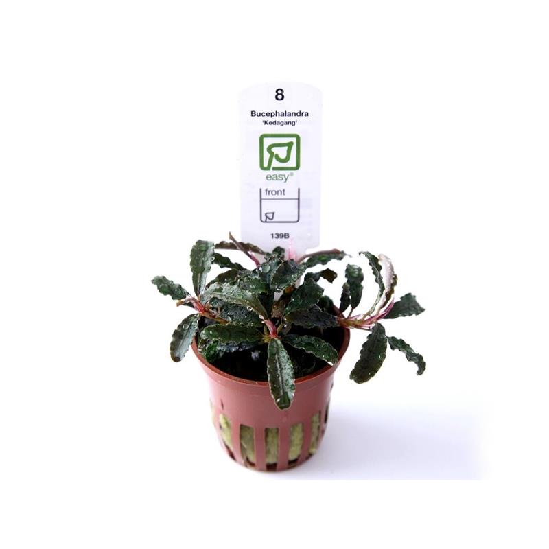 Planta acvariu Bucephalandra Kedagang Tropica - imagine 4